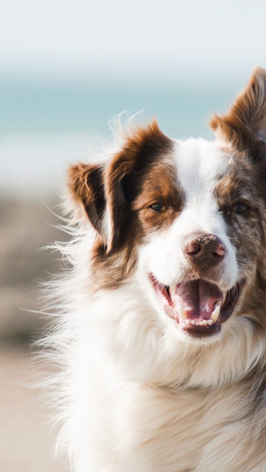 white and brown long coat large dog